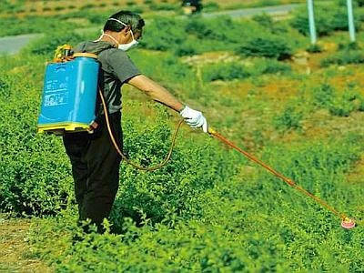 Apicoltori alla Corte di Giustizia Ue per difendere il bando dei pesticidi killer