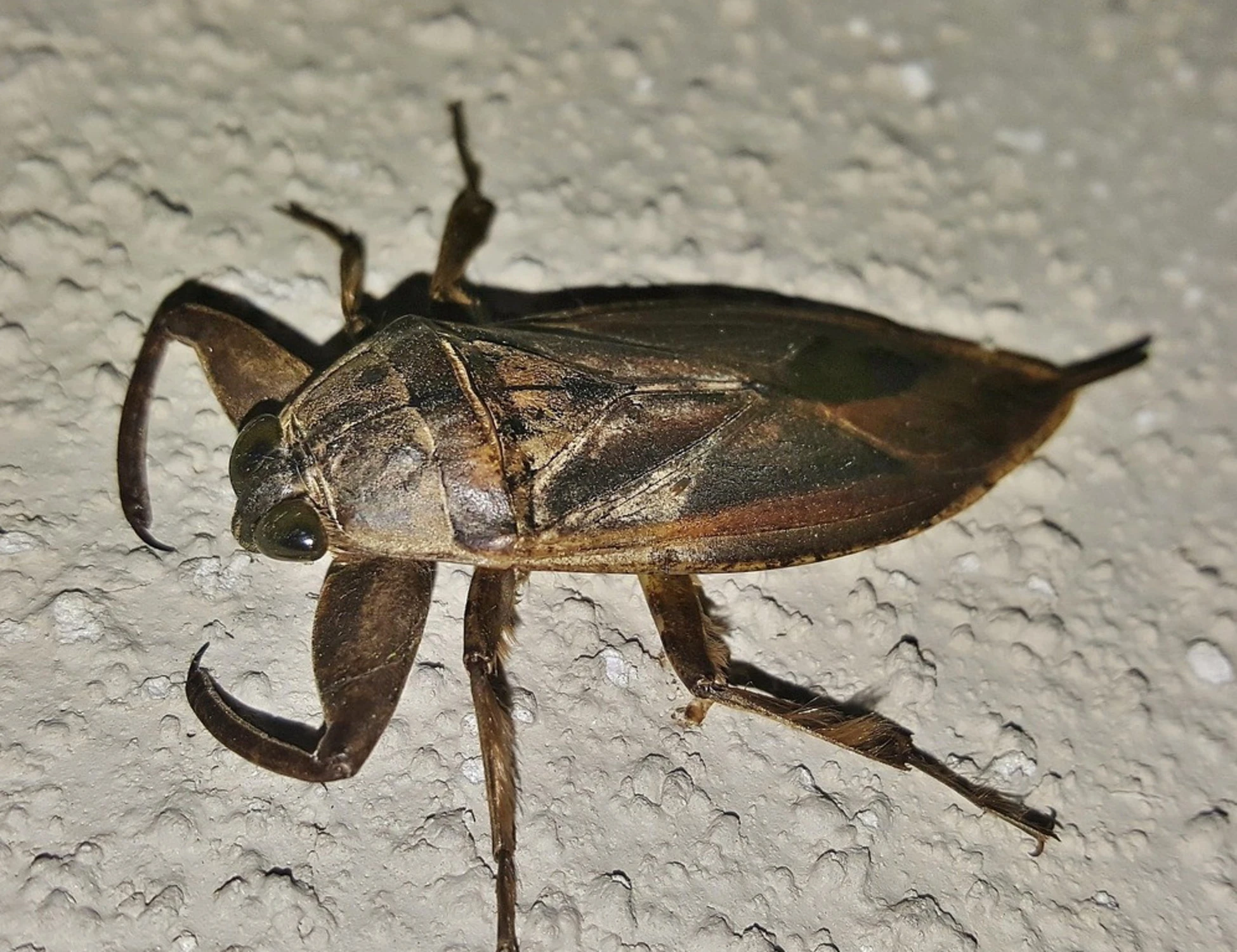 Morbo di Lyme, i danni (terribili) del morso di zecca: chi mette ko
