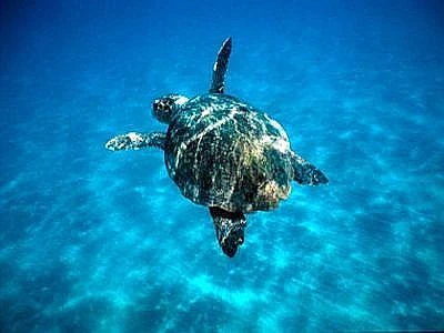Il 16 giugno è il Turtle Day, Wwf libera una caretta caretta a San Vito Lo Capo