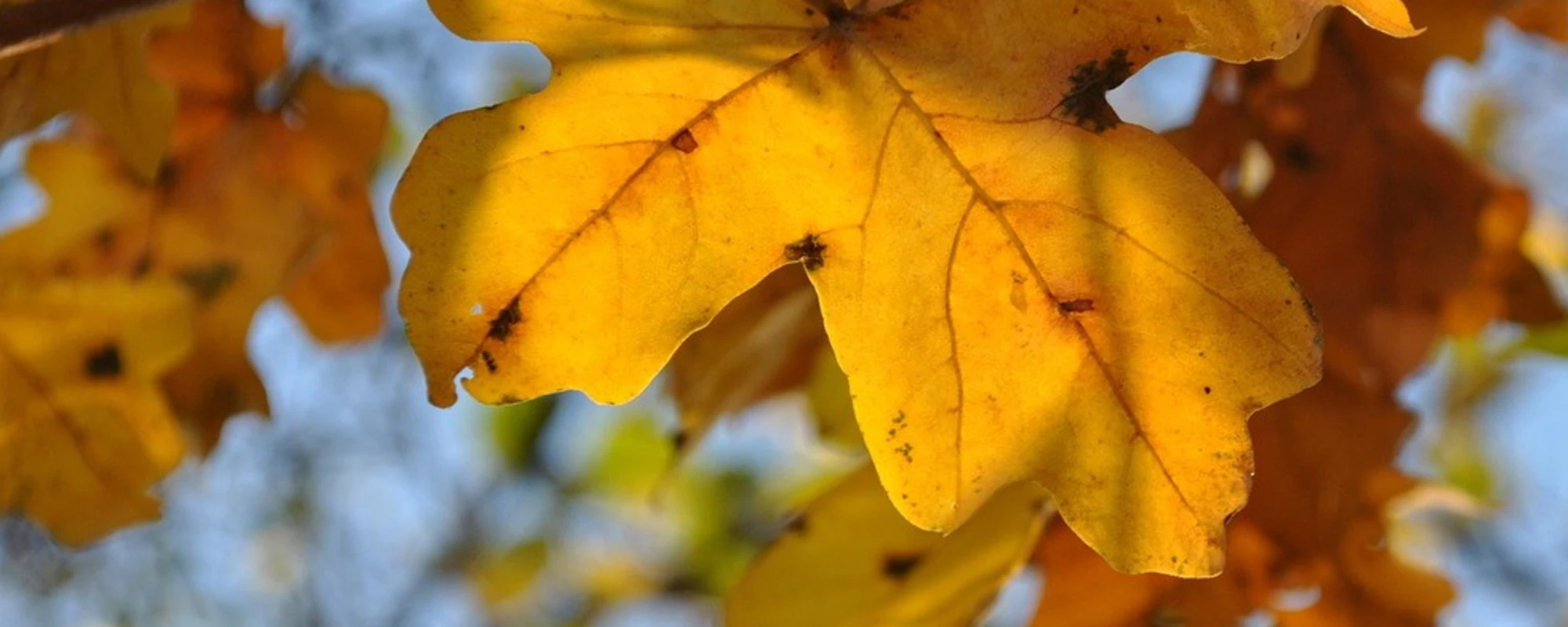 Autunno? Non ancora, quando torna il caldo