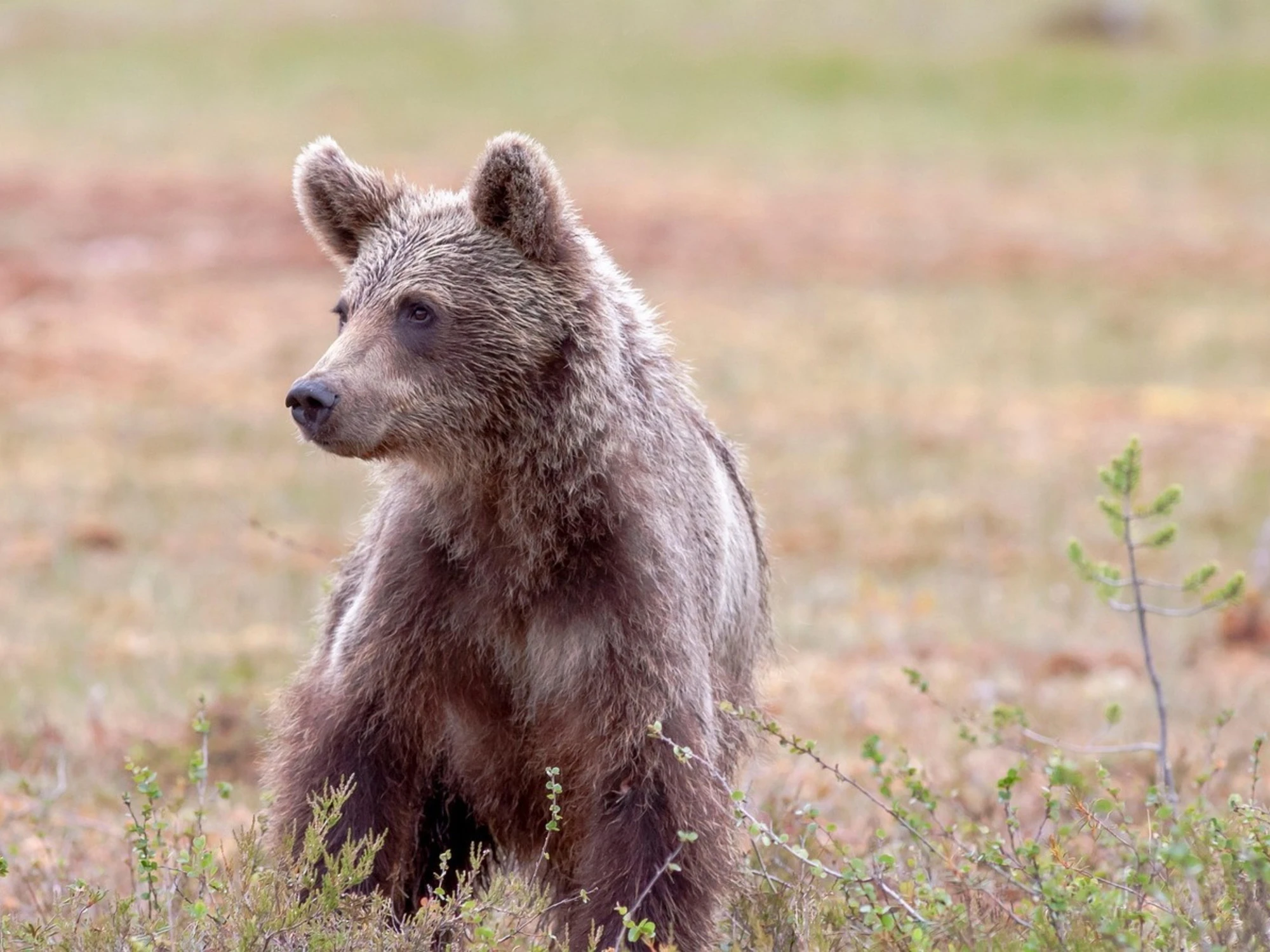 Trentino, la crudeltà di colpire i cuccioli: orsetto ucciso e scuoiato