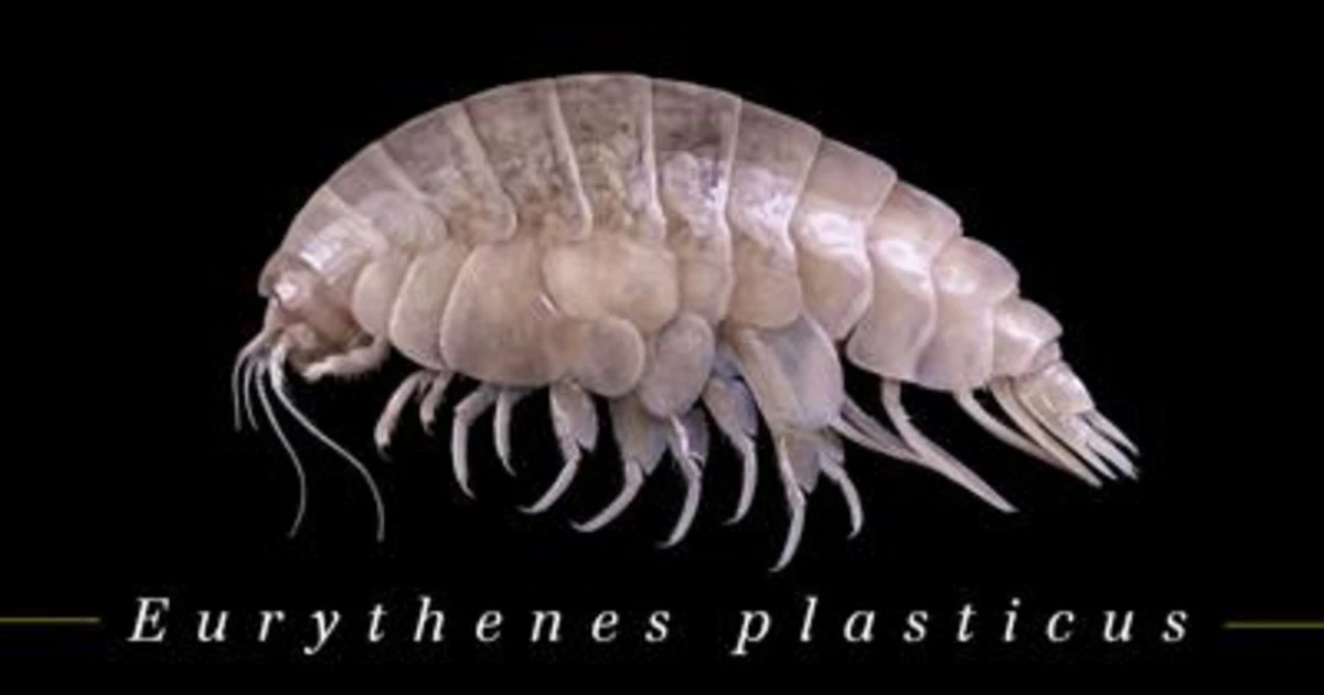 'Plasticus', specie marina appena scoperta già contaminata da plastica