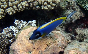 Mar Adriatico, paura per il pesce chirurgo: "Rischio tagli profondi"