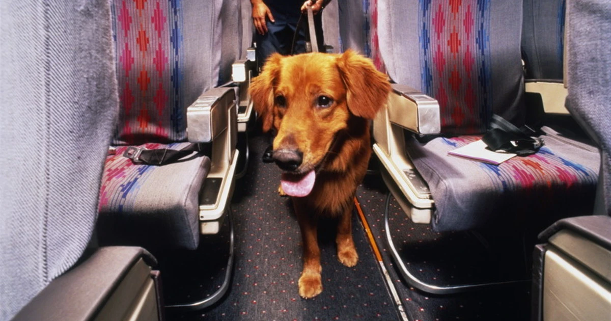 Cani a bordo dell&apos;aereo? Ecco le compagnie che danno il via alla rivoluzione