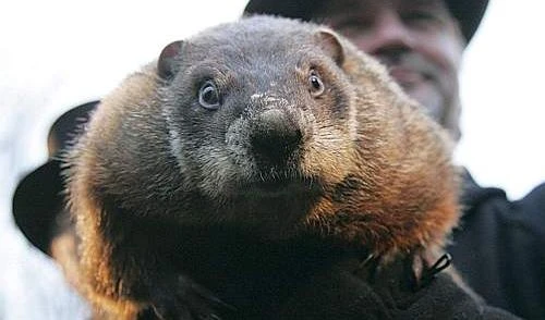 La marmotta Phil