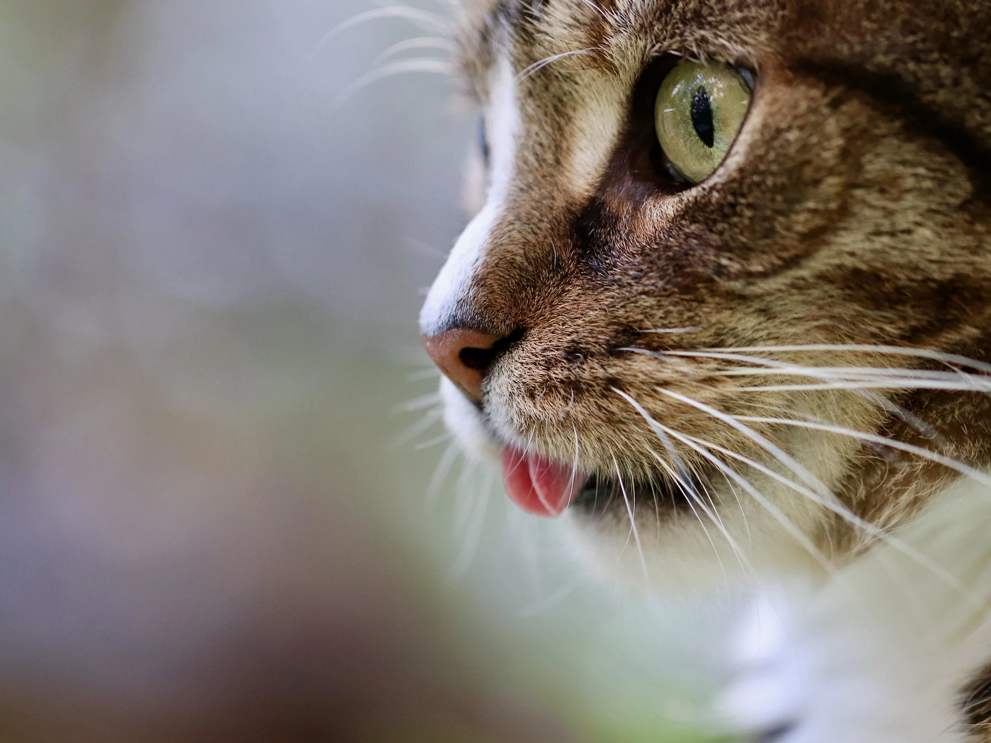 Come gestire l’ipersensibilità del nostro gatto