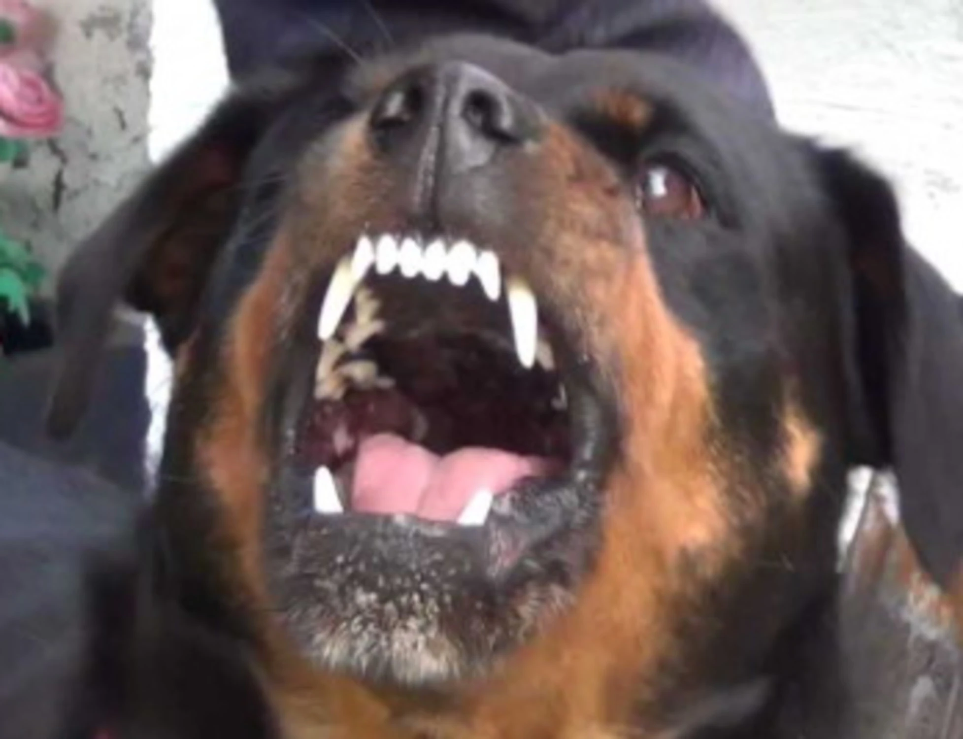 Roma, rottweiler sbrana 25enne? La vergogna della padrona