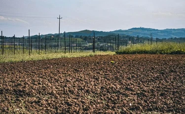 Lussemburgo, 141 monete d'oro sotto un campo arato: l'incredibile scoperta