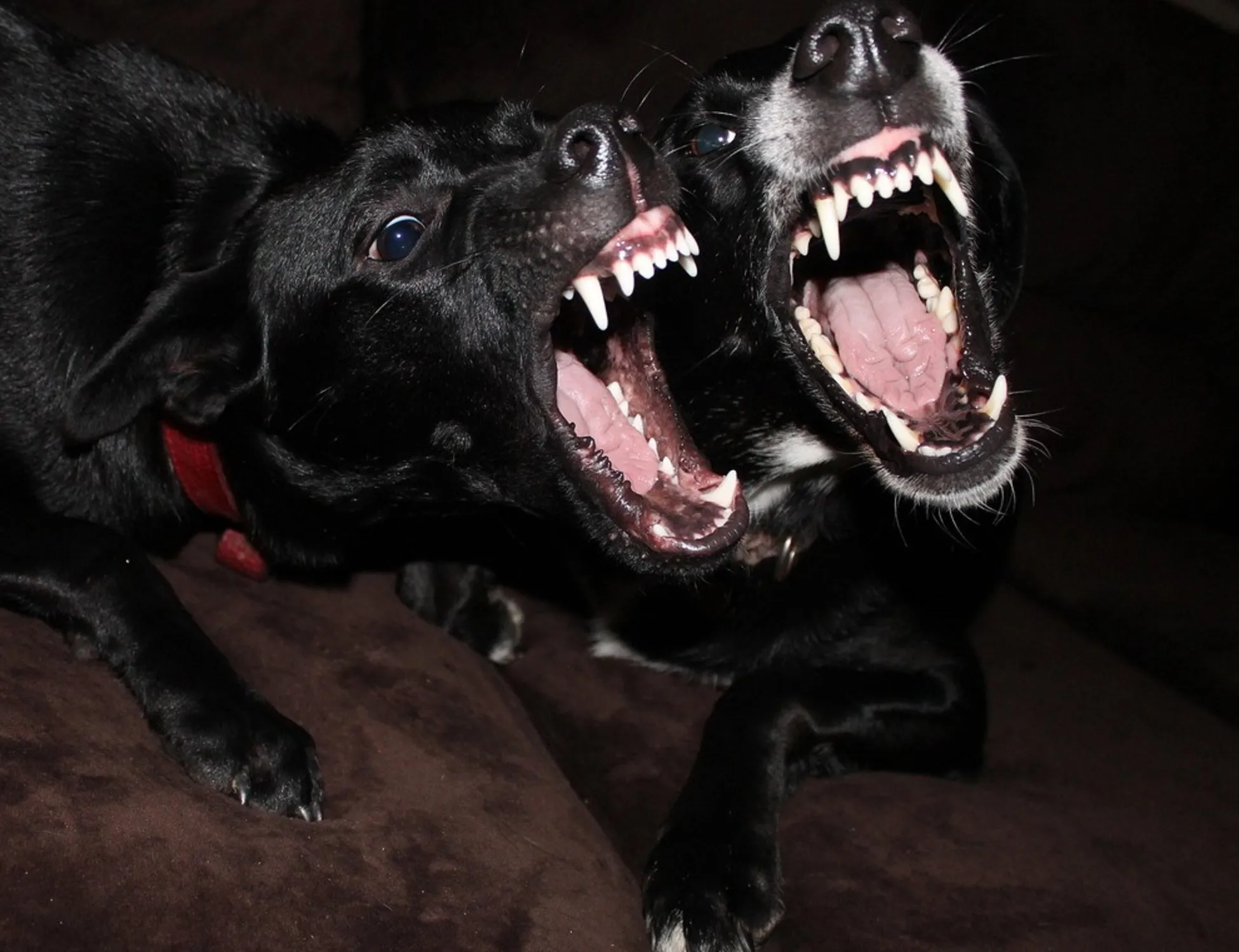 Leggi l'articolo: Muore e viene sbranato dai suoi cani: orrore in casa