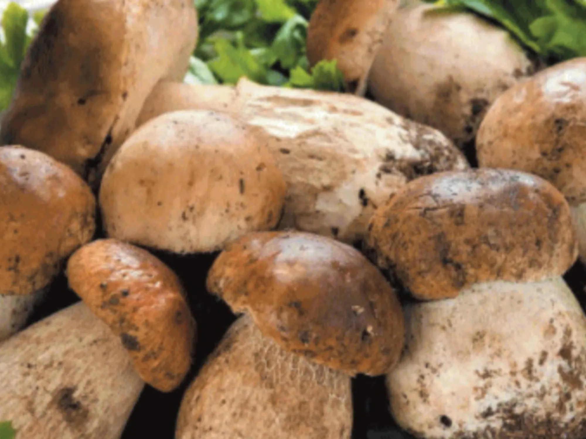 Funghi, un anno d'oro: ecco alcuni semplici trucchi per trovarli