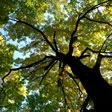 Progetto verde dell'Onu: