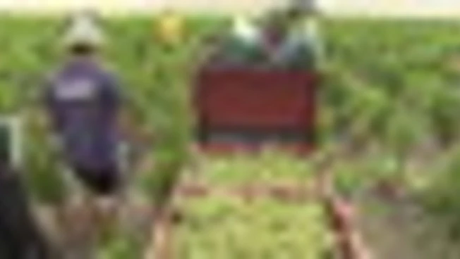La sfida della vendemmia ultra-precoce nella regione dello Champagne
