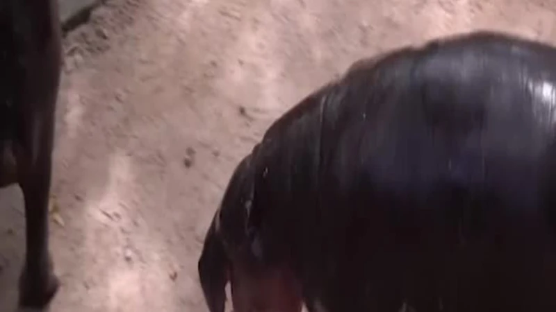 Thailandia, l'ippopotamo pigmeo Moo Deng compie 2 anni: la festa allo zoo