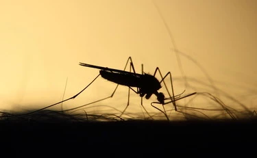 Virus West Nile fatale a un'anziana: sei casi a Latina (ma niente panico)