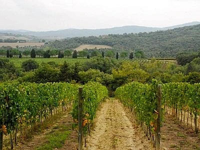 "Tuscany Taste World Italy", da novembre l'identità toscana nel mondo avrà il suo simbolo