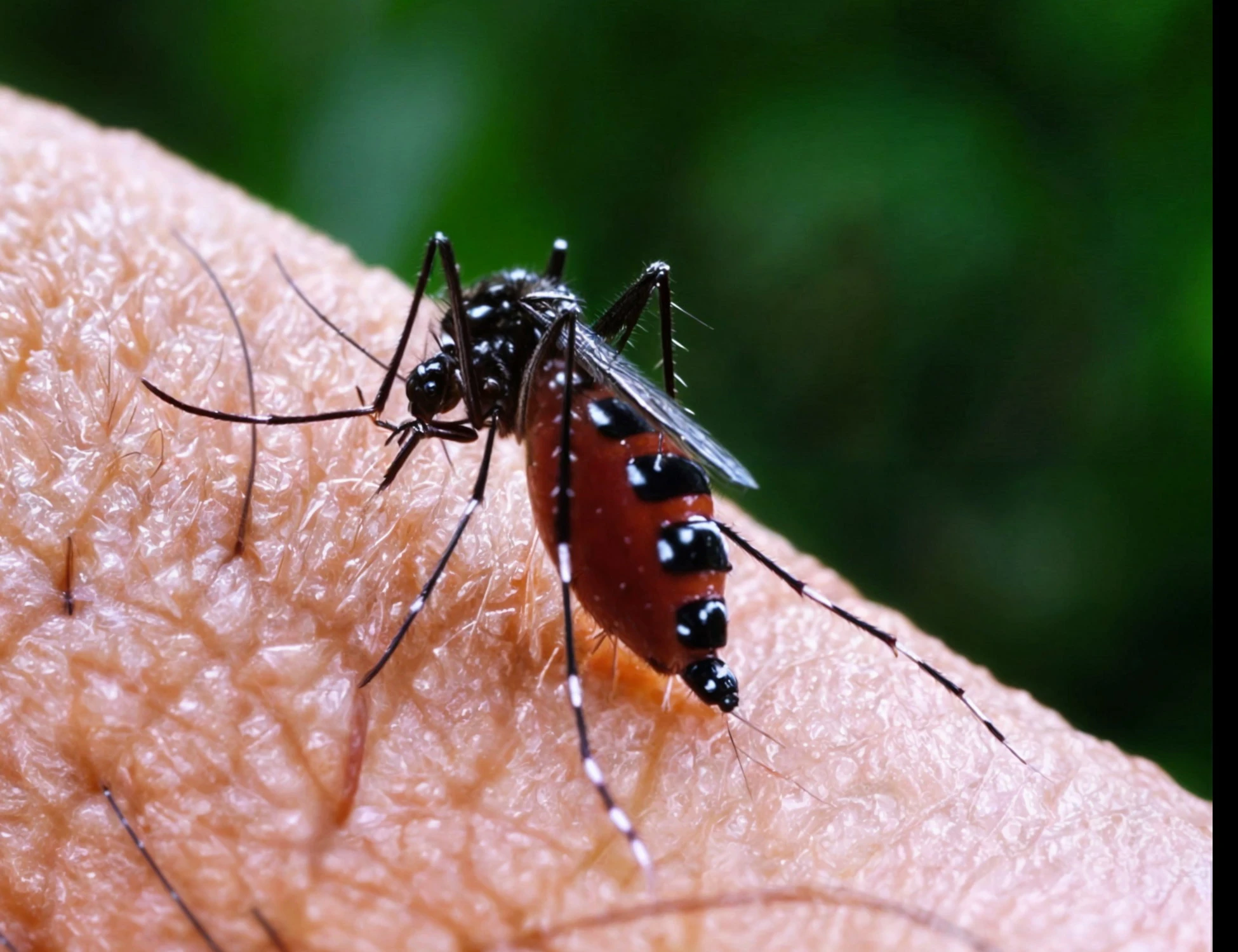 Dengue cosa succede al nostro DNA quando arriva i virus : la nuova scoperta  