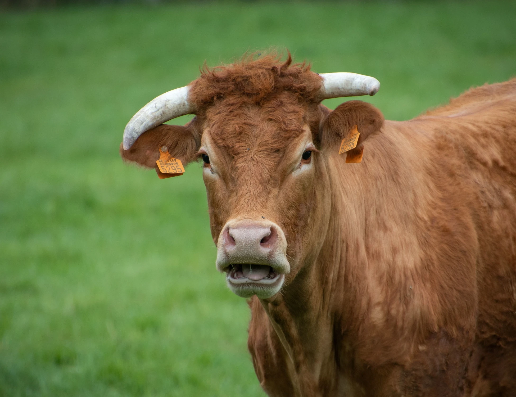 Campo Posellaro, caricato da una mucca resta invalido: ottiene un maxi-risarcimento