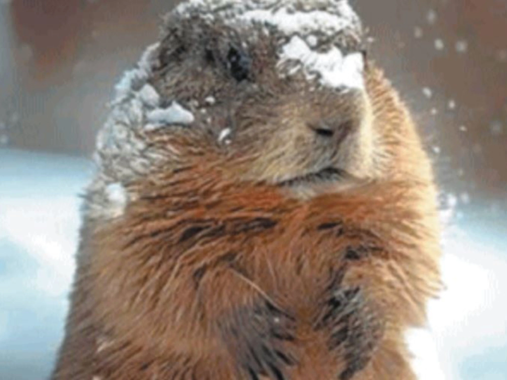 Livigno sfratta le marmotte: "Danni alle piste"