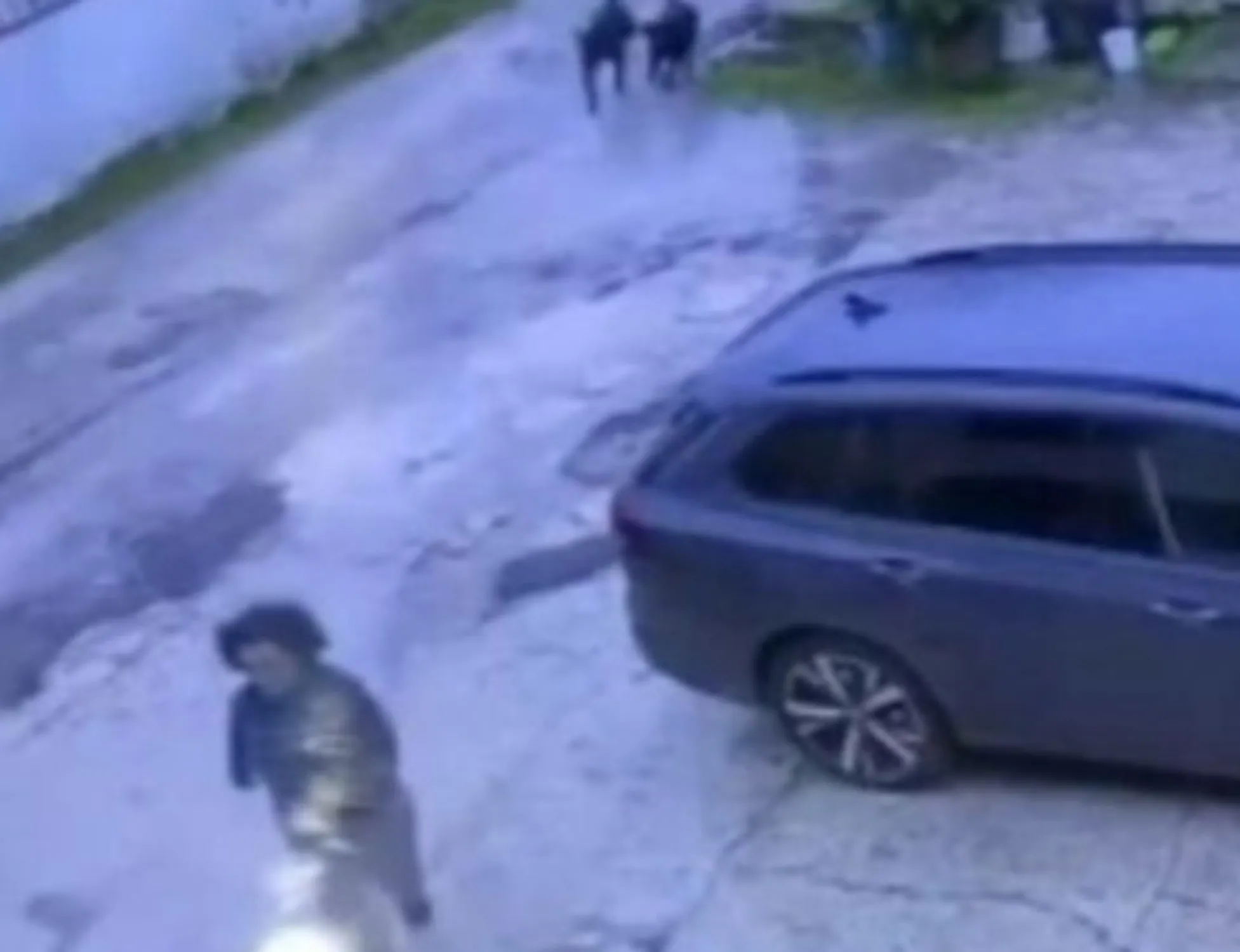 Leggi l'articolo: Orrore a Pisa, 3 rottweiler sbranano una 11enne