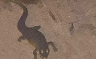 Ladispoli, "c'è un coccodrillo": sconcerto, la verità dietro questa foto