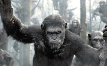 Se perfino gli animali si fanno la guerra...