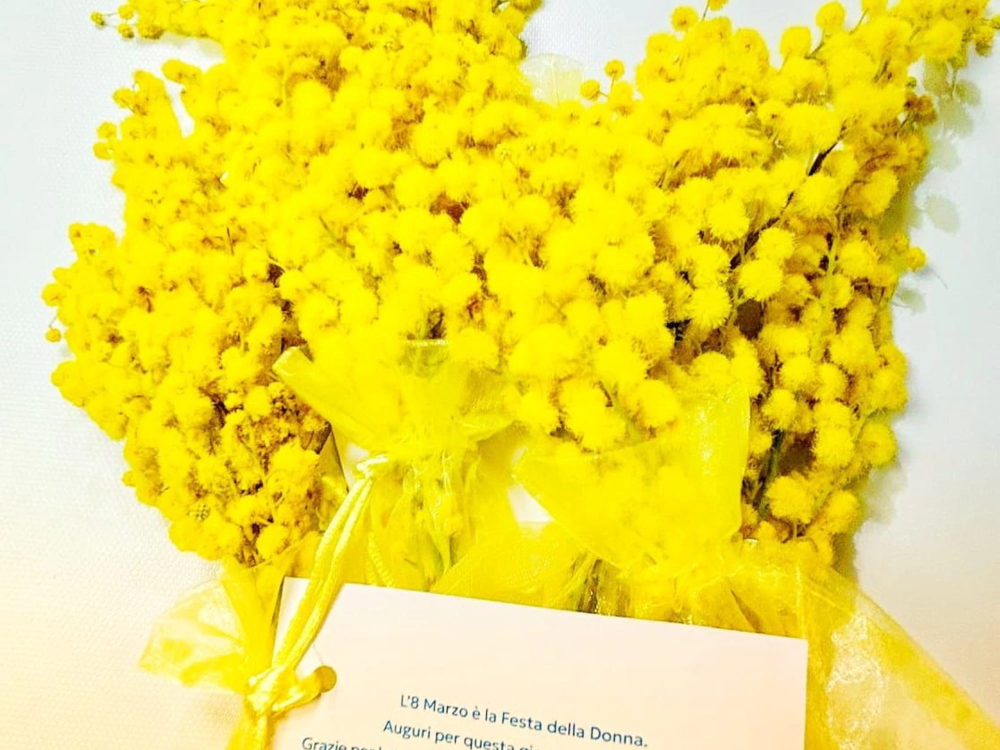 Pier Silvio Berlusconi nel solco della tradizione: mimose su tutte le scrivanie delle collaboratrici Mediaset