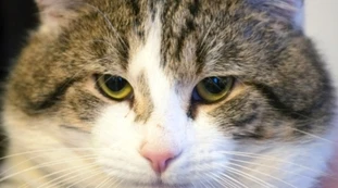 LARRY, IL NUOVO GATTO DI DOWNING STREET N.10 - LA FAMIGLIA DEL PREMIER INGLESE DAVID CAMERON HA UN NUOVO INQUILINO, IL GATTO LARRY. IL FELINO DI 4 ANNI E' STATO RECLUTATO PER ELIMINARE I TOPI CHE DA TEMPO INFESTANO LA RESIDENZA DEL PRIMO MINISTRO
