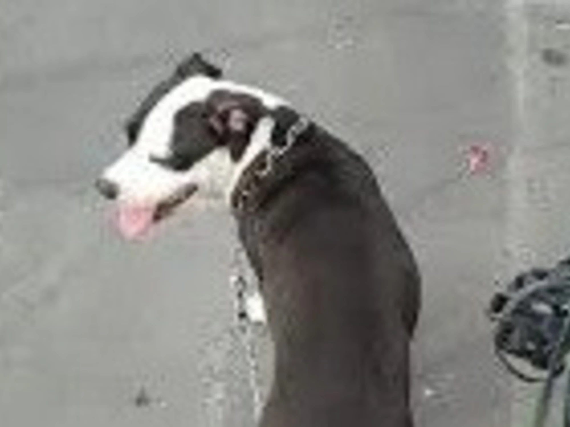 Sesto San Giovanni, maranza scatena il cane contro l'agente: ricoverato