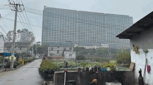 Xi Jinping, i maiali fabbrica di virus: &quot;Da lì verrà la nuova peste globale&quot;