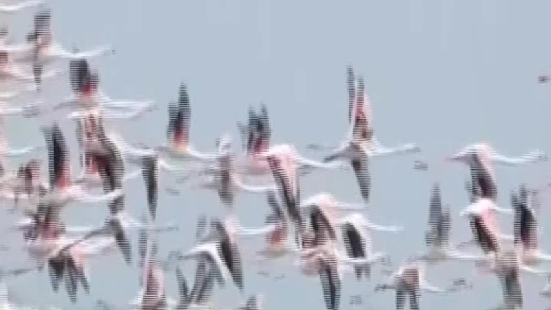 Venezia, la Laguna invasa da stormi di fenicotteri rosa
