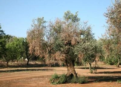 Un milione di piante infette da xylella, 200mln persi ma il valore è molto più alto