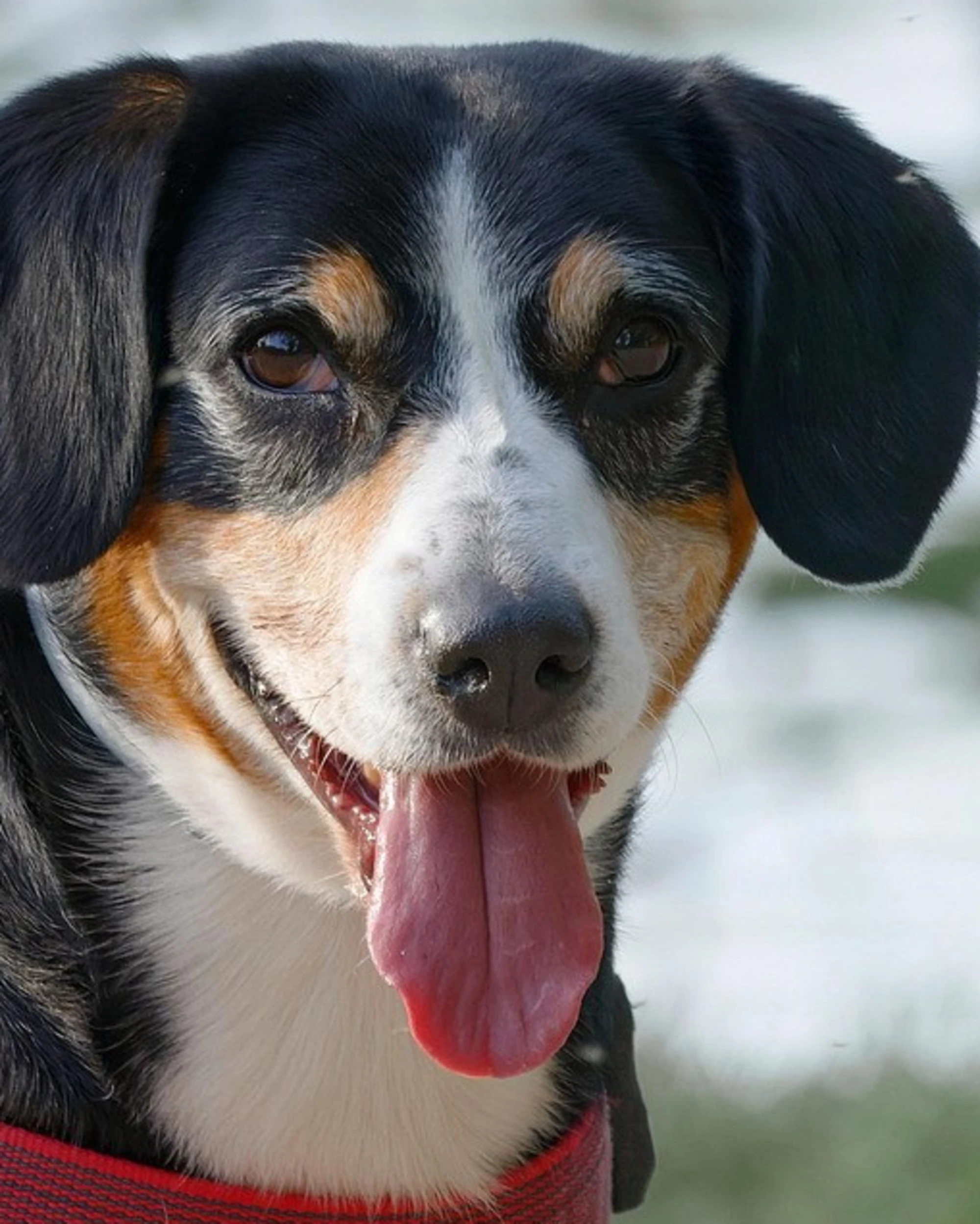 Guinzagli e Gps: a spasso con il cane in tutta sicurezza