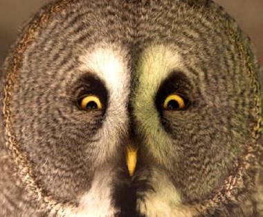 L'allocco Pio Pio sequestrato dai carabinieri