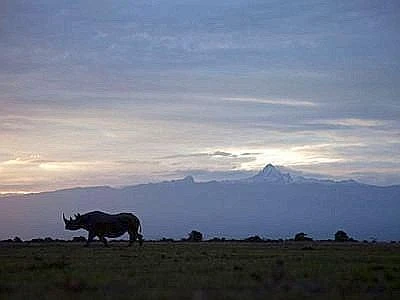 Cooperazione tra Sud Africa e Vietnam contro il bracconaggio al rinoceronte