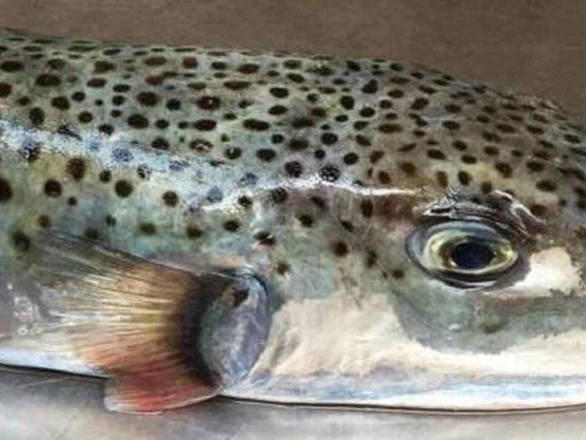 Pesce palla argentato, terrore nell'Adriatico: come uccide