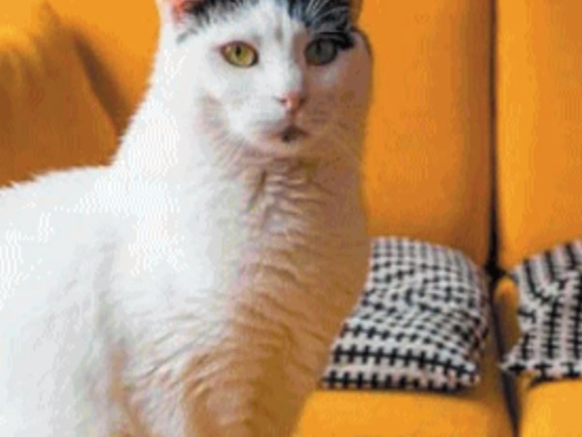 Il boom dei bar con cani e gatti per un caffè condito di coccole