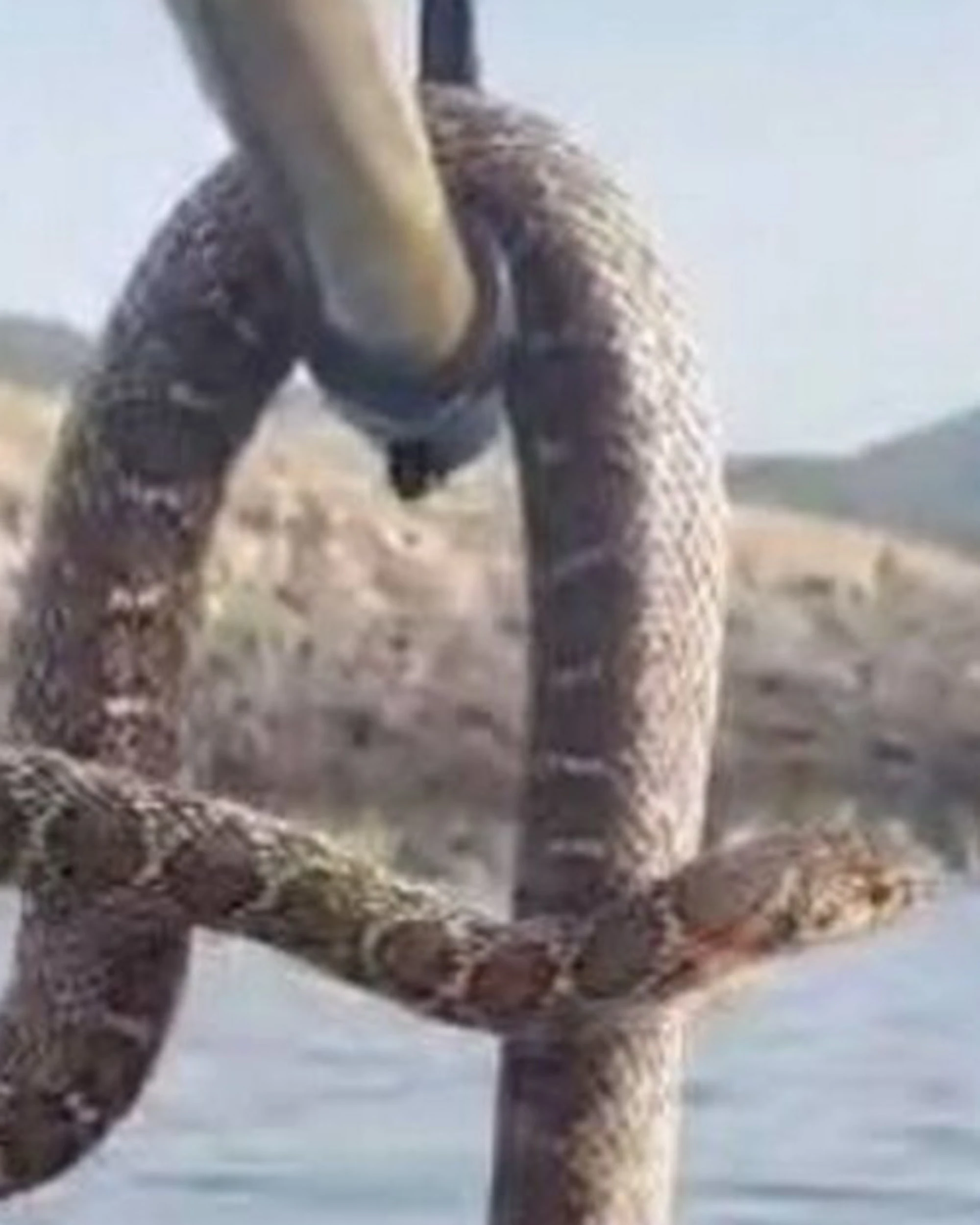 Ibiza, terrore in mare: serpenti giganti e velenosi nell'acqua salata