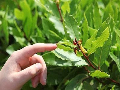 A Latina coccinelle come 'depuratori' della città a tutela del verde