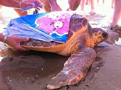 La Calabria in prima fila per la tutela della tartaruga marina Caretta caretta