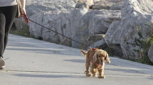 Mestre, 63enne inciampa sul guinzaglio del cane dell'amica: risarcita di oltre 21 mila euro