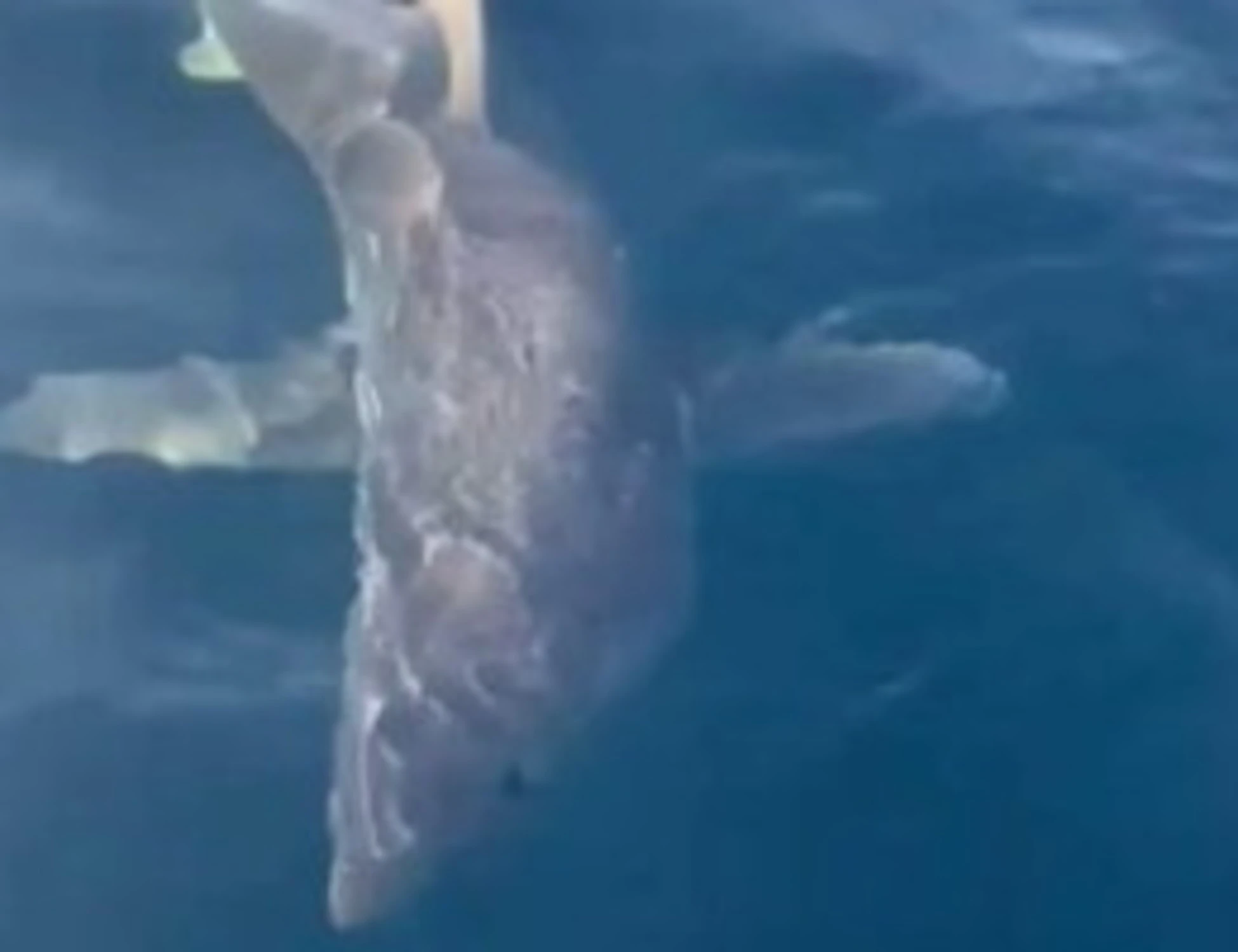 Squalo Mako nelle acque di Gallipoli: ecco come comportarsi