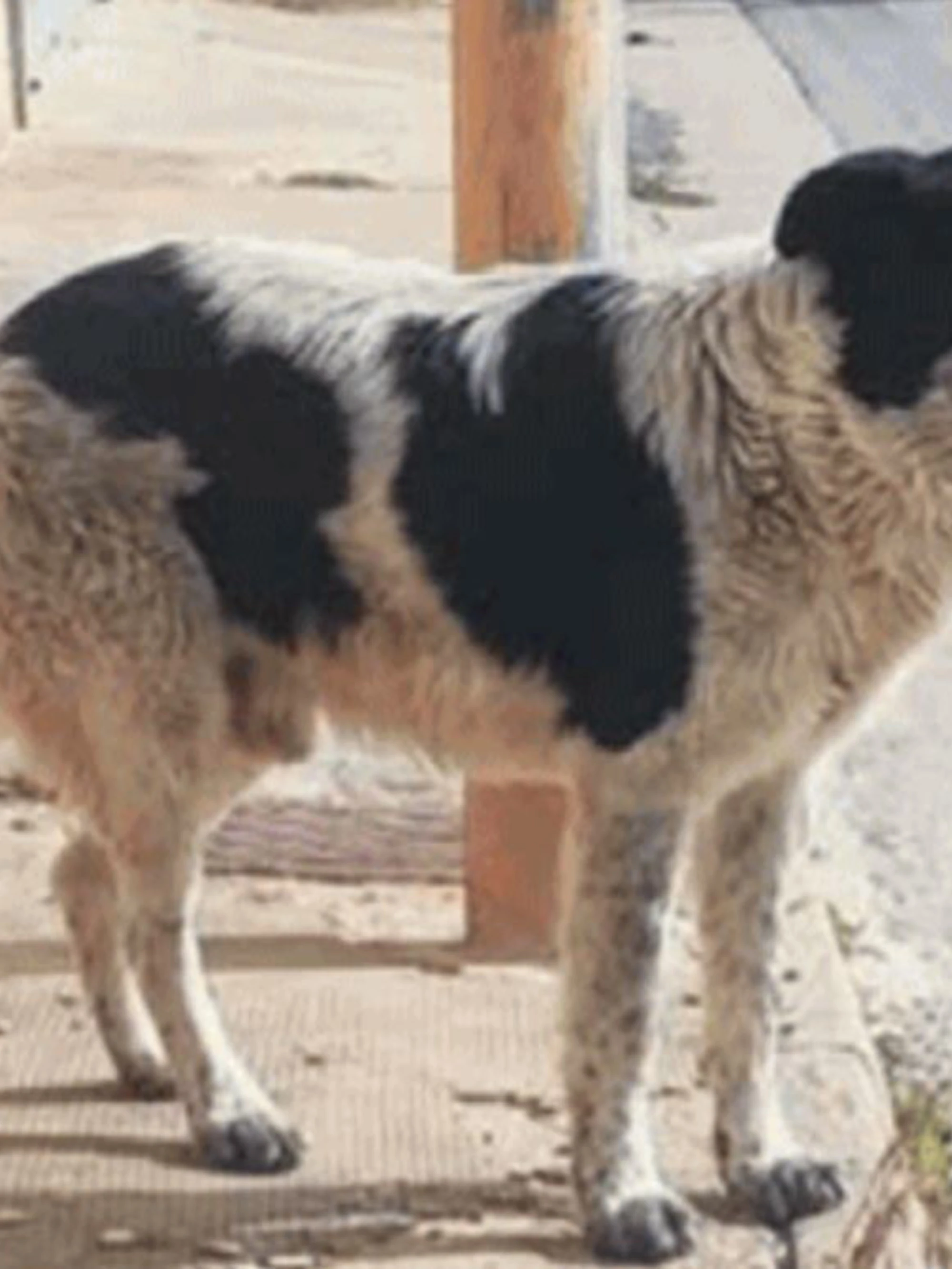Immigrato sgozza un cane per mangiarlo