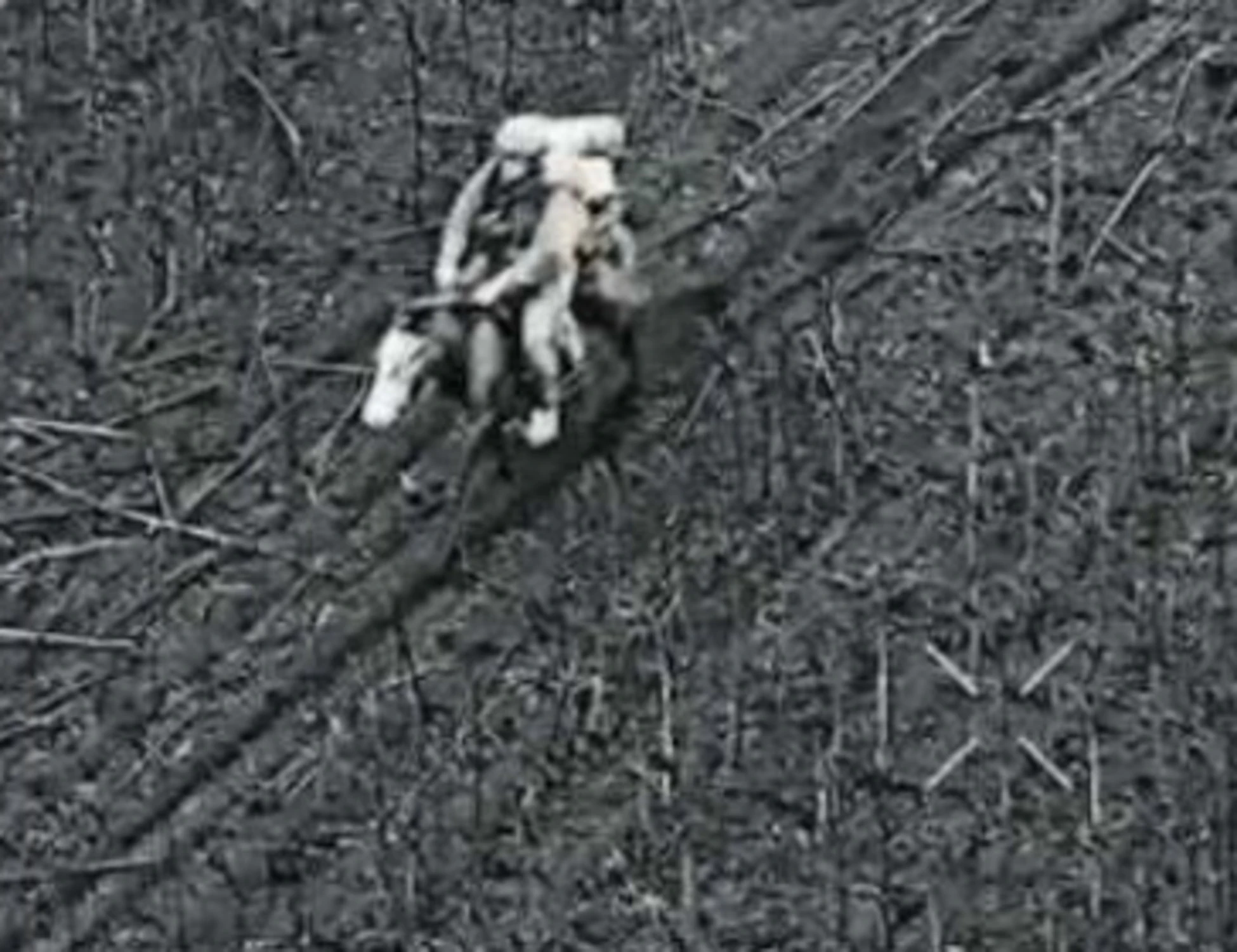 Russia, soldati a cavallo: perché è un'arma micidiale