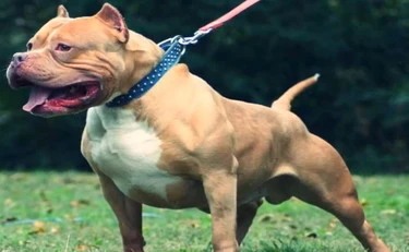 Pitbull azzanna bimbo di 13 mesi: tragedia a Scafati