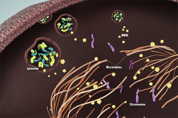 Nel linfoma diffuso a grandi cellule B polatuzumab vedotin funziona a lungo