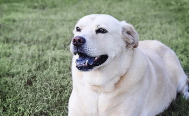 Cosa e come lo dice: capire il cane attraverso l'abbaio
