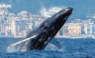 Il Mar Ligure paradiso dei cetacei
