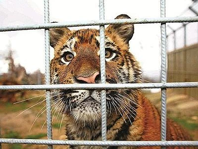 Animali esotici dei boss trovano casa legale nel parco Semproniano