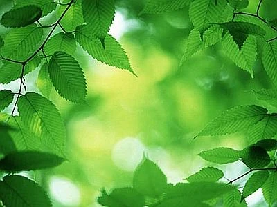 Edizioni Ambiente pubblica 'Green economy per uscire dalle due crisi'