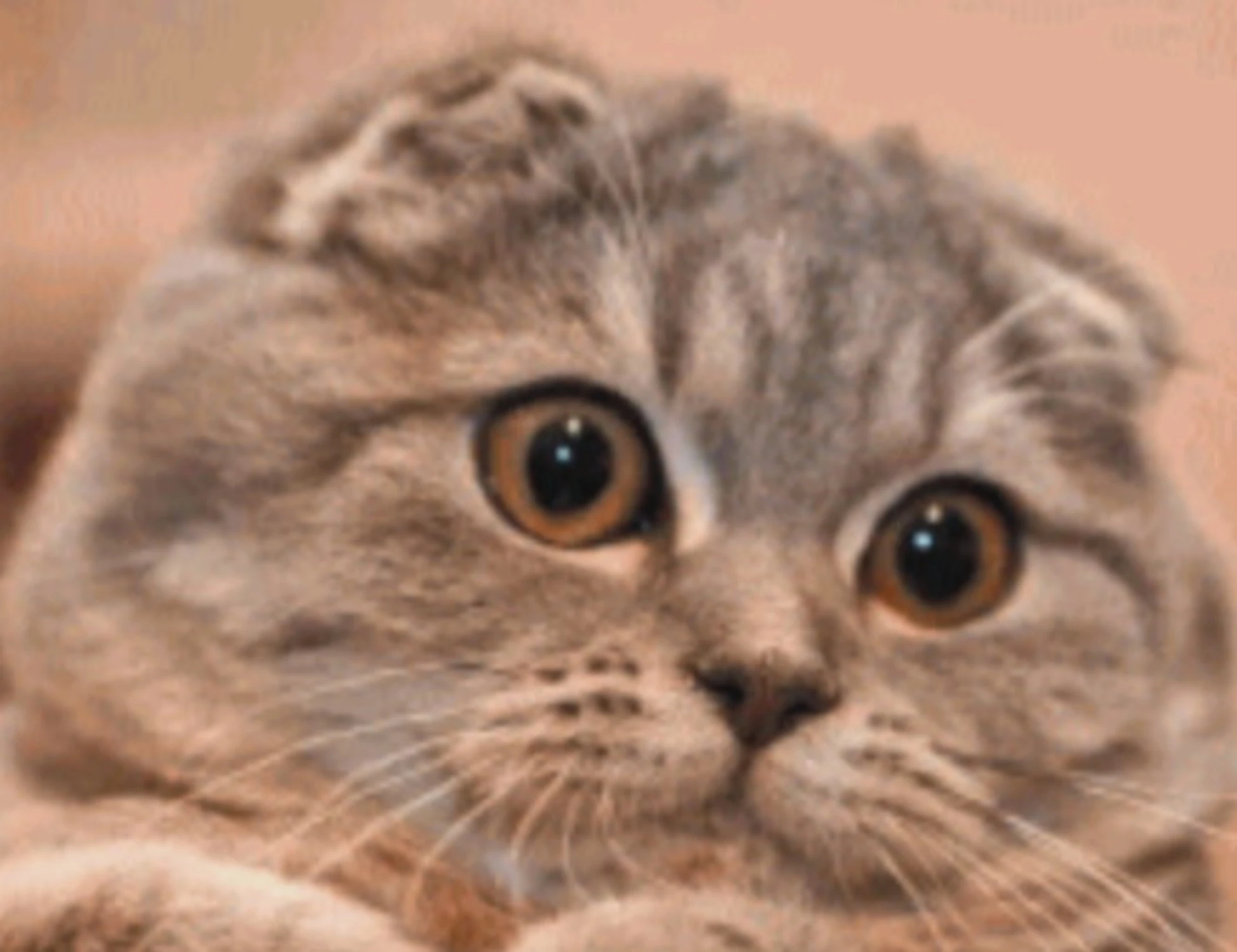 La battaglia a tutela dei mici creati per piacere agli umani